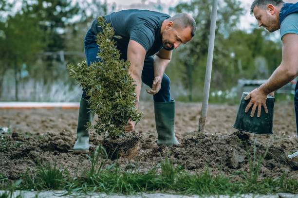 Best Tree Maintenance Programs  in Banks, OR