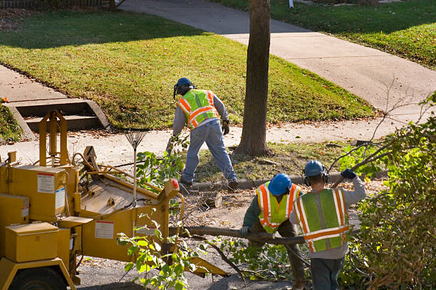 Best Tree Removal  in Banks, OR